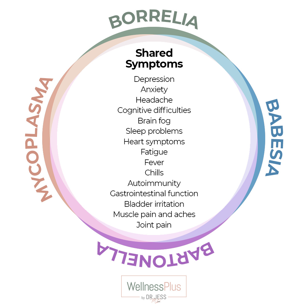 Borrelia, Babesia, Bartonella, Mycoplasma infection shared symptoms