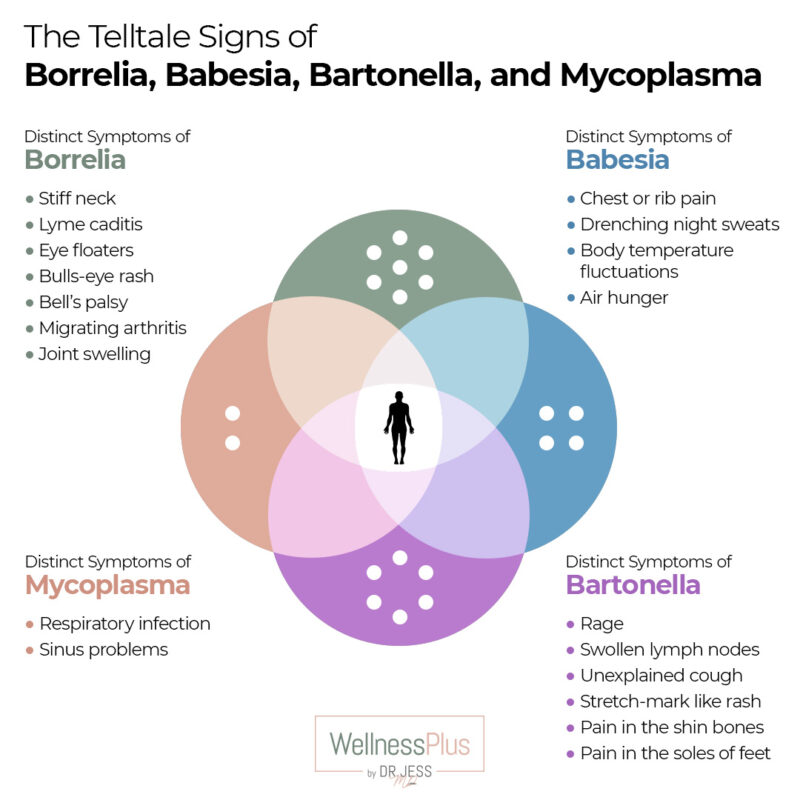 Lyme Coinfection Comparison Infographics What Your Symptoms Could Be